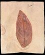 Red Fossil Leaf (Rhamnus?) - Montana #53282-1